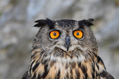 99DB8640-DF95-43FB-8E6D-AA34EF676E76_1_105_c