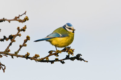 DSC_0967a - kopie (2)