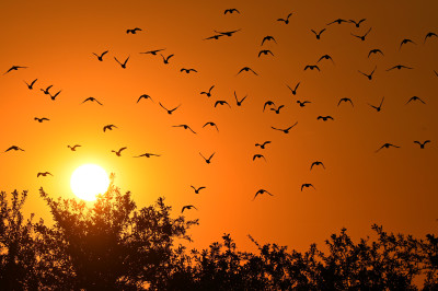 Beskydský oheň v perutích